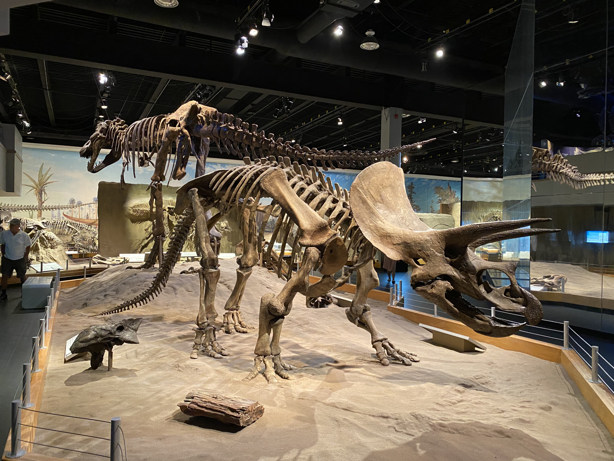 Museum gallery with mounted Triceratops, ankylosaur and other Late Cretaceous skeletons