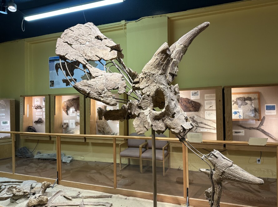 Large horned dinosaur skull mounted in a museum exhibit hall